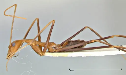 Leptomyrmex fragilis specimen FOCOL2861 image focol2861_3
