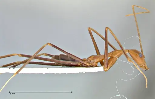 Leptomyrmex fragilis specimen FOCOL2861 image focol2861_4