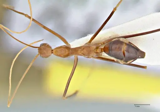 Leptomyrmex fragilis specimen FOCOL2862 image focol2862_1