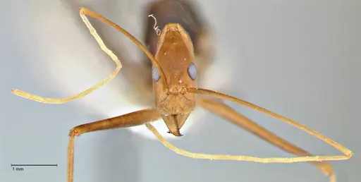 Leptomyrmex fragilis specimen FOCOL2862 image focol2862_2