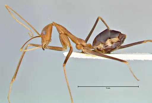 Leptomyrmex fragilis specimen FOCOL2862 image focol2862_3
