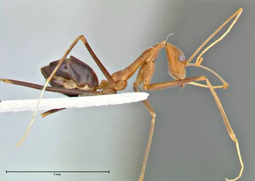 Leptomyrmex fragilis specimen FOCOL2862 image focol2862_4