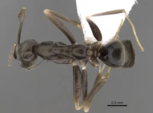 Leptomyrmex garretti specimen CASENT0127168 image casent0127168_1