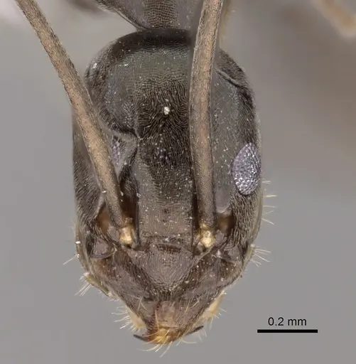Leptomyrmex garretti specimen CASENT0127168 image casent0127168_2