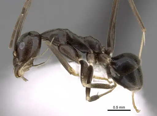 Leptomyrmex garretti specimen CASENT0127168 image casent0127168_3