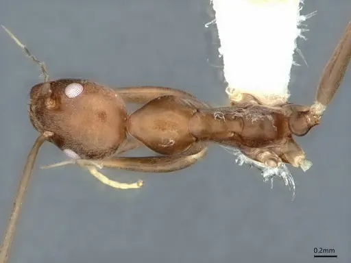 Leptomyrmex garretti specimen CASENT0841235 image casent0841235_1