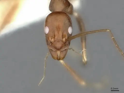 Leptomyrmex garretti specimen CASENT0841235 image casent0841235_2