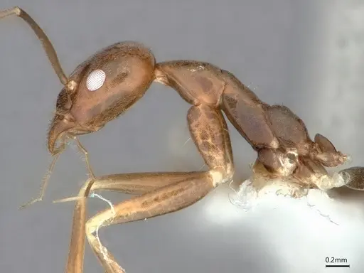Leptomyrmex garretti specimen CASENT0841235 image casent0841235_3