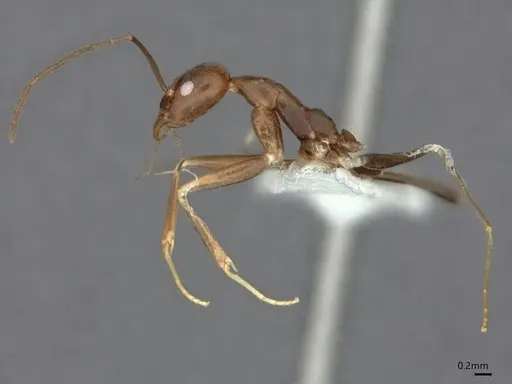 Leptomyrmex garretti specimen CASENT0841235 image casent0841235_4