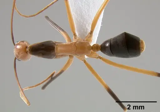 Leptomyrmex geniculatus specimen CASENT0127340 image casent0127340_1