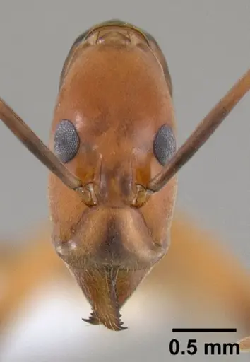 Leptomyrmex geniculatus specimen CASENT0127340 image casent0127340_2