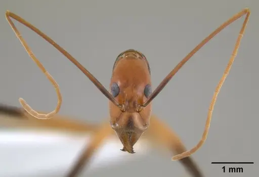 Leptomyrmex geniculatus specimen CASENT0127340 image casent0127340_3