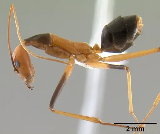 Leptomyrmex geniculatus specimen CASENT0127340 image casent0127340_4