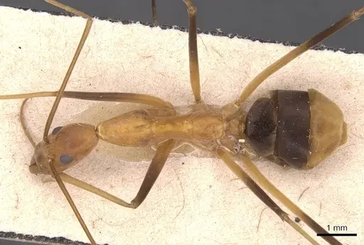 Leptomyrmex geniculatus specimen CASENT0127391 image casent0127391_1