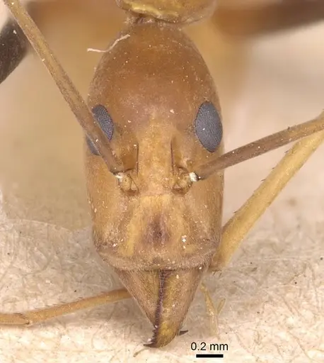 Leptomyrmex geniculatus specimen CASENT0127391 image casent0127391_2