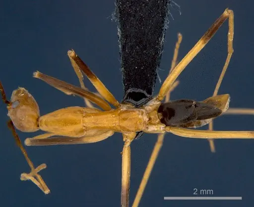 Leptomyrmex geniculatus specimen CSIRONC0198 image csironc0198_1