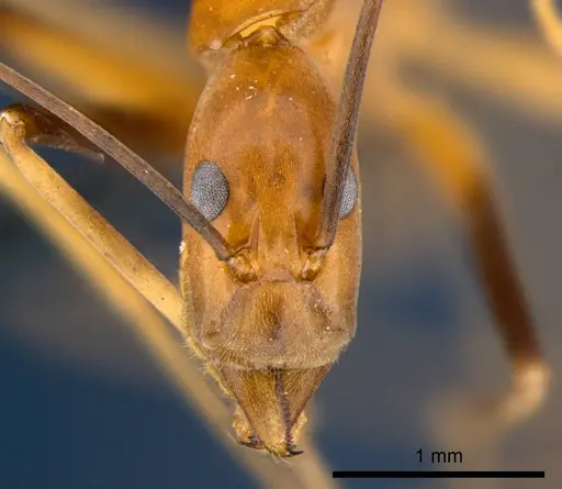 Leptomyrmex geniculatus specimen CSIRONC0198 image csironc0198_2