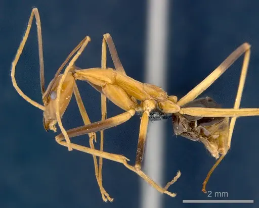 Leptomyrmex geniculatus specimen CSIRONC0198 image csironc0198_3