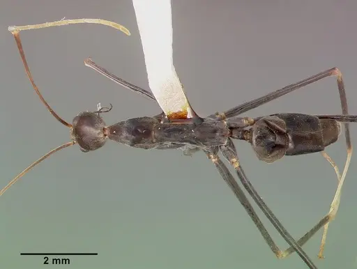 Leptomyrmex melanoticus specimen CASENT0003190 image casent0003190_1