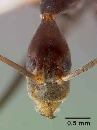 Leptomyrmex melanoticus specimen CASENT0003190 image casent0003190_2