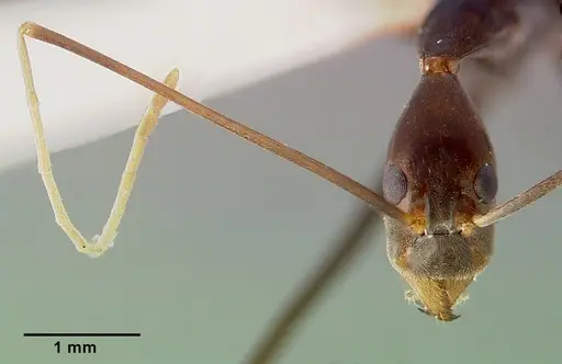 Leptomyrmex melanoticus specimen CASENT0003190 image casent0003190_3
