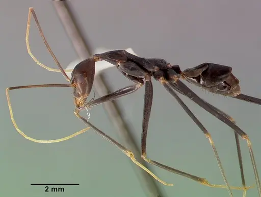 Leptomyrmex melanoticus specimen CASENT0003190 image casent0003190_4