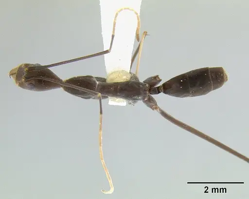 Leptomyrmex melanoticus specimen CASENT0012098 image casent0012098_1
