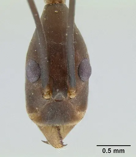 Leptomyrmex melanoticus specimen CASENT0012098 image casent0012098_2