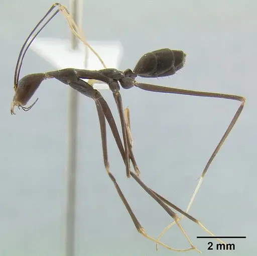 Leptomyrmex melanoticus specimen CASENT0012098 image casent0012098_3