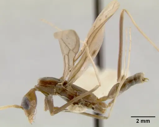Leptomyrmex melanoticus specimen CASENT0012183 image casent0012183_1