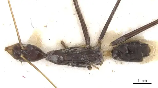 Leptomyrmex melanoticus specimen CASENT0902939 image casent0902939_1