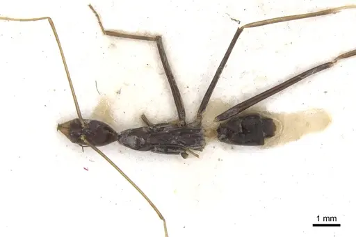 Leptomyrmex melanoticus specimen CASENT0902939 image casent0902939_2