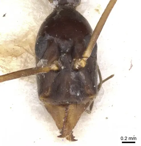 Leptomyrmex melanoticus specimen CASENT0902939 image casent0902939_3