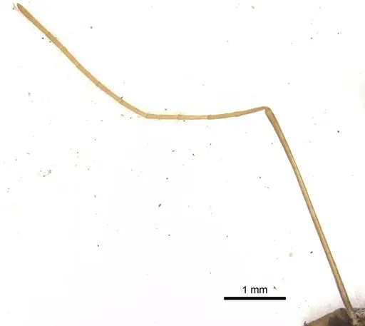 Leptomyrmex melanoticus specimen CASENT0902939 image casent0902939_4