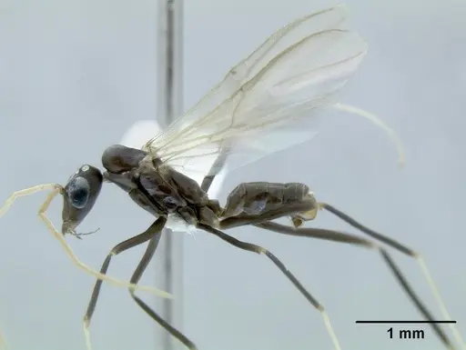 Leptomyrmex mjobergi specimen CASENT0011890 image casent0011890_1