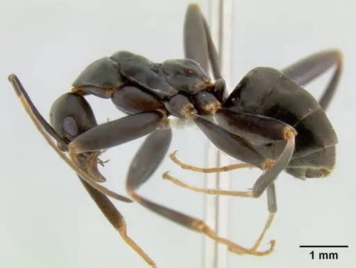 Leptomyrmex mjobergi specimen CASENT0011893 image casent0011893_1