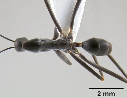 Leptomyrmex mjobergi specimen CASENT0127040 image casent0127040_1