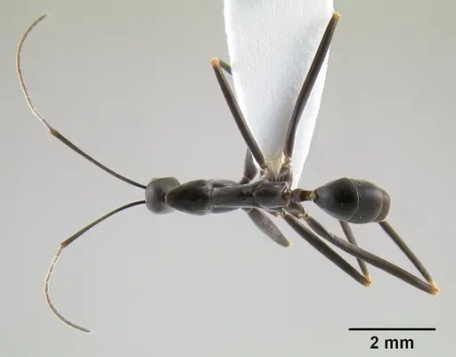 Leptomyrmex mjobergi specimen CASENT0127040 image casent0127040_2