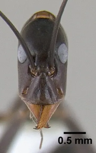 Leptomyrmex mjobergi specimen CASENT0127040 image casent0127040_3