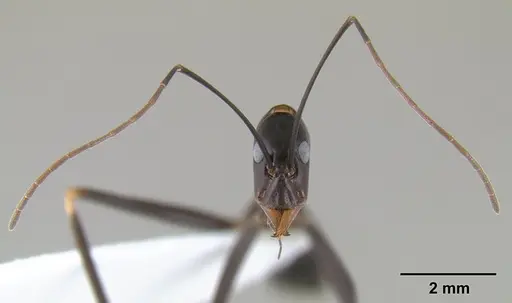 Leptomyrmex mjobergi specimen CASENT0127040 image casent0127040_4