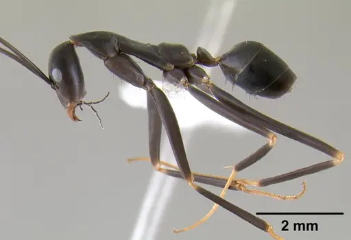 Leptomyrmex mjobergi specimen CASENT0127040 image casent0127040_5