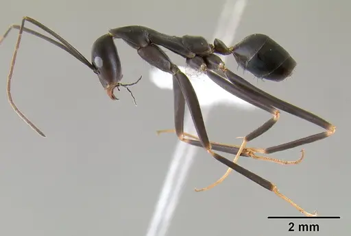 Leptomyrmex mjobergi specimen CASENT0127040 image casent0127040_6