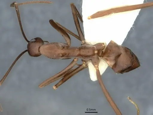 Leptomyrmex mjobergi specimen CASENT0841229 image casent0841229_1