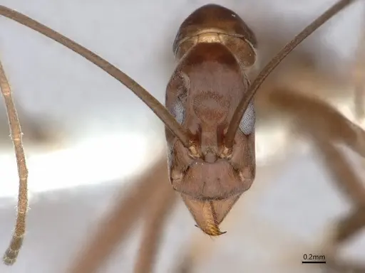 Leptomyrmex mjobergi specimen CASENT0841229 image casent0841229_2