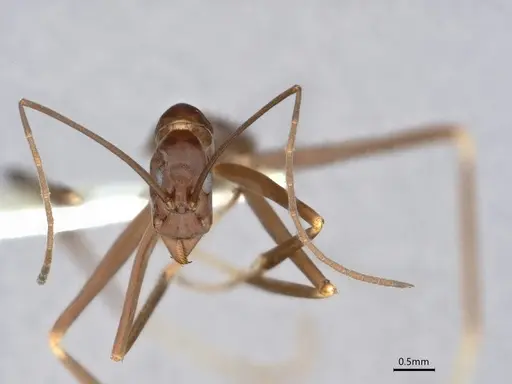 Leptomyrmex mjobergi specimen CASENT0841229 image casent0841229_3