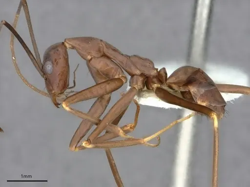 Leptomyrmex mjobergi specimen CASENT0841229 image casent0841229_4