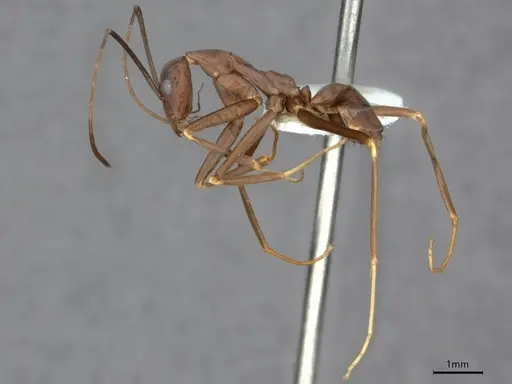 Leptomyrmex mjobergi specimen CASENT0841229 image casent0841229_5