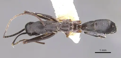 Leptomyrmex mjobergi specimen CASENT0909493 image casent0909493_1