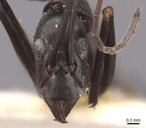 Leptomyrmex mjobergi specimen CASENT0909493 image casent0909493_2