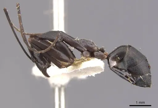 Leptomyrmex mjobergi specimen CASENT0909493 image casent0909493_3